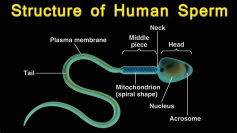 dickes sperma|Spermatozoa: Anatomy and function .